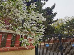 -八大关景区
