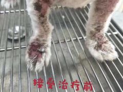 -萌兽医馆·宠物医院·猫骨科(创景店)