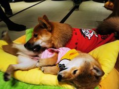 -逗柴咖啡屋·狗咖猫咖宠物桌游