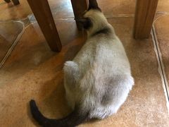 -李小姐の猫咖啡馆(五角场店)