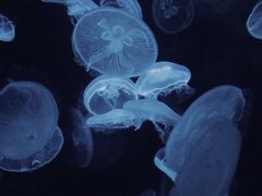 -江和美海洋公园