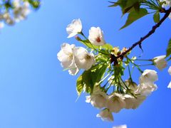 -高东镇樱花园