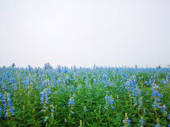 -南通鲜花小镇