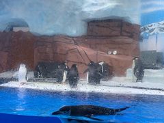 -海合安成都极地海洋公园