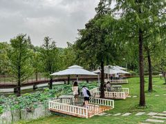 -同里国家湿地公园