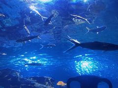 -太平洋海底世界