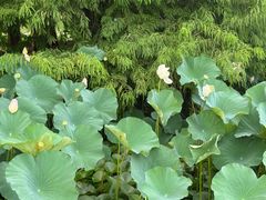 -白塘生态植物园