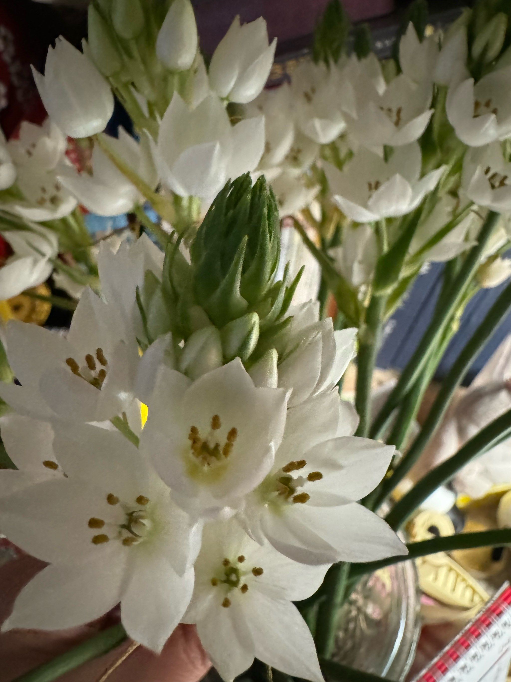 花期很长的雀梅