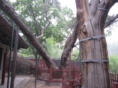 -晋祠公园