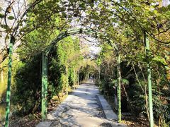 -合肥滨湖国家森林公园