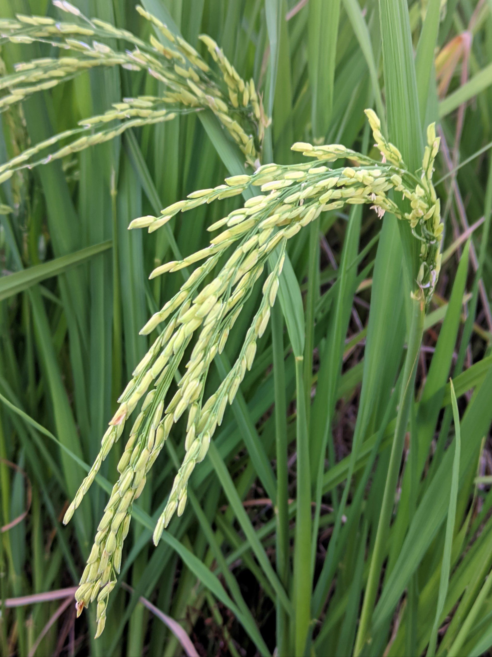 片早熟的稻子虽然旁边长了不少杂草但是这些稻穗伸长了手臂随风飘扬