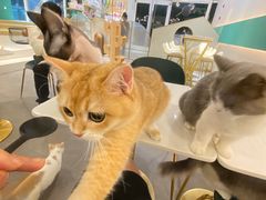 -飞行喵MR PILOT|猫舍·猫咖(静安大融城店)