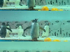 -正佳极地海洋世界