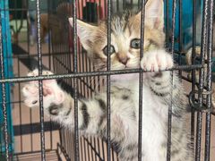 -家友宠物(莞城店)