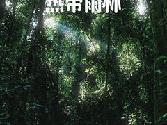 -莫里热带雨林景区