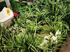 -龙大花卉苗木市场