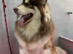 -宠福鑫康馨动物医院·骨科·眼科