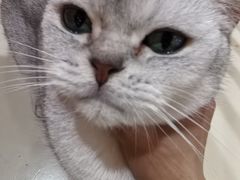 -三花喵·撸猫购宠·宠物生活馆(虹桥南丰城店)