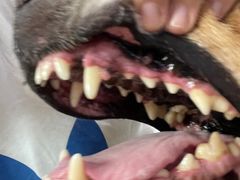 -喜多萌中农锦绣动物医院24H·猫科·牙科MRI·CT