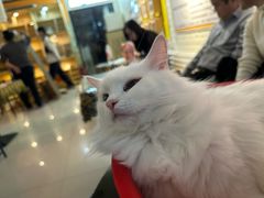 -平行世界·猫咖(首经贸店)