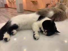 -BABIT巴比特宠物(MOMOPARK店)