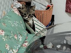 -汪喵宠物医院·骨科心脏影像·犬猫急重症ICU诊疗中心(成华分院)