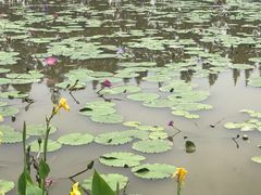 -上海长兴岛郊野公园