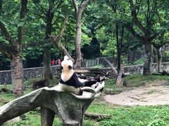-都江堰中华大熊猫苑