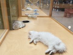 -帕帕拉兹宠物(亚洲旗舰店)