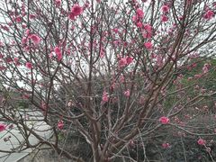 -南国桃园旅游度假区