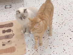 -滚猫咖啡·猫咖·猫友好撸猫(未来城店)