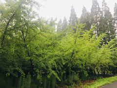 -金岛生态园烧烤露营地