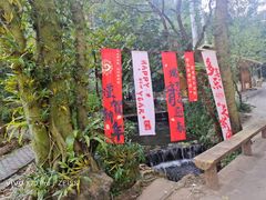 -莫里热带雨林景区
