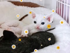 -十年猫舍·猫咪专门店(普陀店)
