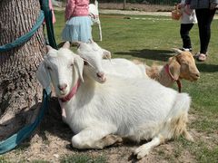 -前小桔亲子创意农场·草莓采摘·露营烧烤