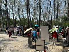 -合肥滨湖国家森林公园