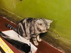 -猫猫幼稚园·撸猫·桌游·电玩