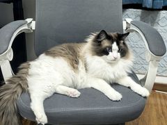 -纳吉亚猫专科动物医院·北北分院