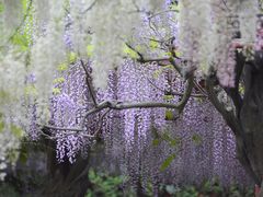-嘉定紫藤园