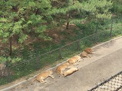 -大连森林动物园