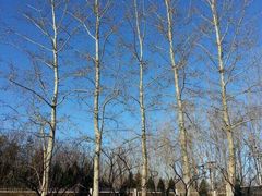 圣灸堂（原谢锡亮艾灸养生堂）-莱蔻·圣灸堂·推拿艾灸(天山店)