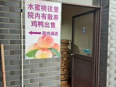 -南汇新场正宗水蜜桃采摘