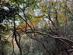 -杭州半山国家森林公园