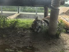 -西霞口神雕山野生动物世界