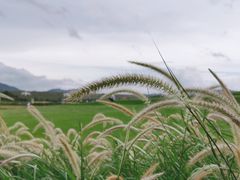-光明小镇欢乐田园