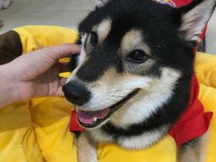 -逗柴咖啡屋·狗咖猫咖宠物桌游