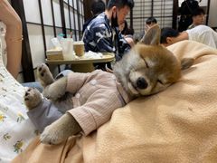 -逗柴咖啡屋·狗咖猫咖宠物桌游