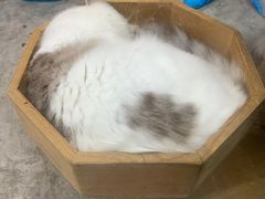 -more than meow吴止猫主题餐厅(承德 中船汇店)