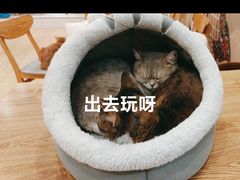-Let's go狗咖·猫咖·奶狗·桌游(春熙路IFS店)
