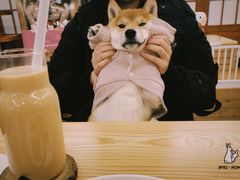 -豆柴町-柴犬主题狗咖(红鼎国际C座店)